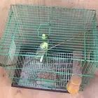 sale love birds