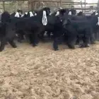 للبيع 14 جفره بفحلها عوارض فطمة مراح