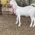 لعشششاق النوادر للبيع جذعه مطوره