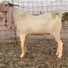 للبيع تيس ابيض مشرووك نادر