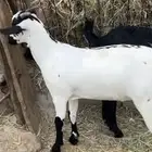 تيوس مناسبات