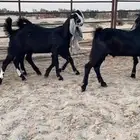 للبيع 4 جفار مطوره بفحلها صنف