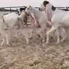 للبيع 5 جذعات نوادر