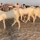 للبيع 4 جفار هولنديه فواااخر