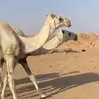 للبيع عشاير ومنايح هديات معهن بكار