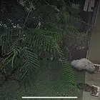 قطه شيرازيه تحتاج انقاذ حالا
