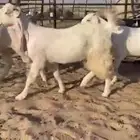 للبيع 5 جفار بيض مطوره