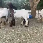 للبيع 5 جذعات نعيم بفحلها