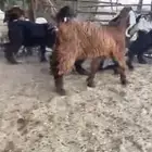 للبيع 5 جفار عوارض بفحلهن