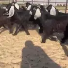 للبيع 9 جفار عوارض بفحلها صنف