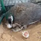 انثى طاؤوس حاضن ومفقس ماشاء الله تبارك الله