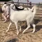للبيع 4 جفار نوادرمطوره