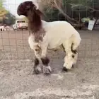 للبيع جذع نعيمي فاخر وفحل مراح