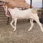 للبيع جذع هولندي نادر