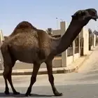 للبيع فحل احمر ثني واصفر سديس