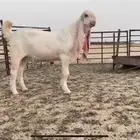 للبيع تبس ابيض نادر ضغط عالي