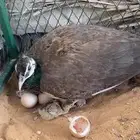 انثى طاؤوس حاضن ومفقسه ماشاء الله تبارك الله