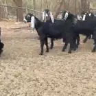 للبيع 8 جفار عوارض بفحلها