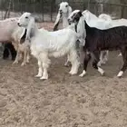 للبيع 9 جفار ملاووين بفحلها
