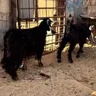 البيع عداد 3جفارتين وتيس