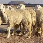 حريات صنف منوة ألقاني(تم البيع)