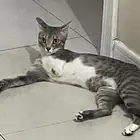 حاله عااجله قطه مبتوره اليد ضائعه الرجاء المساعده