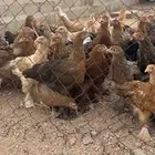 للبيع دجاج براهما اصل اللوان مشكلة