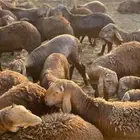 غنم سواكنى طليان جذوع