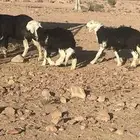 للبيع نعجه تحتها خروف ورخله
