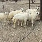 موكد