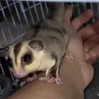 السنجاب الطائر (ذكر) مع ملحقاتة