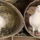 جوز مع عياله