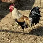 ديك بلدي فاخر