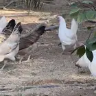 دجاج بلدي بياض