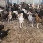 دجاج بلدي