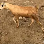 الموقع العارضة