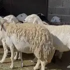 13 حريات صنف الصنف