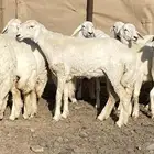 رخال صنف الصنف