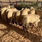 غنم رفيديات رفيديات رفيديه