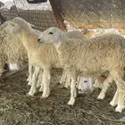 رخال