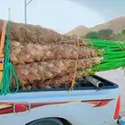 نخل واشنطني زينه للبيع الدوادمي