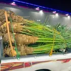 نخل مثمر للبيع بيشه تثليث طريب