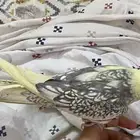 طير عصفور ببغاء كروان كوكتيل عمره سنه واربع شهور تقريبا