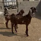 جفار مصريه منوة القناي