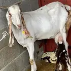 عنز هندية نادرة( تم البيع )