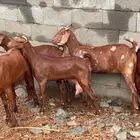 معزا دهم مطورات فواخر( تم البيع )