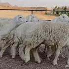 حريات صنف منوة القاني(تم البيع)