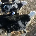 خرفان وتيوس