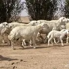 حريات صنف ولد منوة ألقاني(تم البيع)