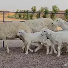 حريات صنف ولد منوة ألقاني(تم البيع)
